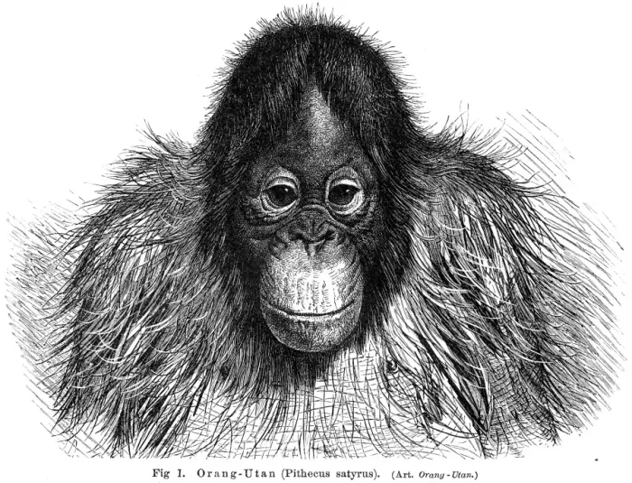 Framed Print : Young orangutan engraving 1895 Framed Print : Young orangutan engraving 1895
