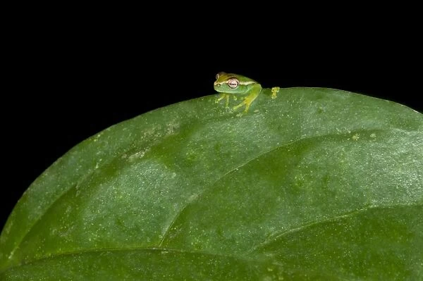 Young Orinoco Lime Tree Frog -Sphaenorhynchus lacteus- sitting on a leaf, Tambopata Nature Reserve, Madre de Dios Region, Peru