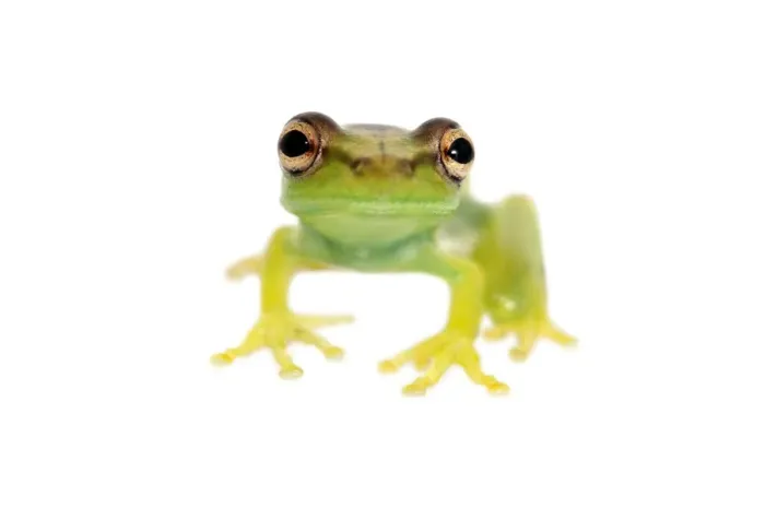 Framed Print : Young Orinoco Lime Tree Frog -Sphaenorhynchus lacteus-, Tambopata Nature Reserve, Madre de Dios Region, Peru