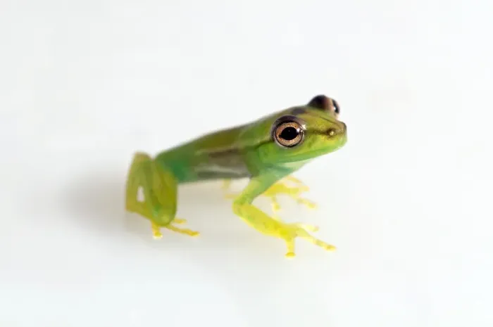 Framed Print : Young Orinoco Lime Tree Frog -Sphaenorhynchus lacteus-, Tambopata Nature Reserve, Madre de Dios Region, Peru Framed Print : Young Orinoco Lime Tree Frog -Sphaenorhynchus lacteus-, Tambopata Nature Reserve, Madre de Dios Region, Peru
