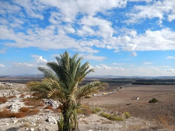 Young Palm tree, Megiddo Mound & the road eastward