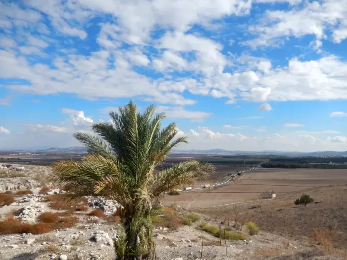 Framed Print : Young Palm tree, Megiddo Mound & the road eastward Framed Print : Young Palm tree, Megiddo Mound & the road eastward