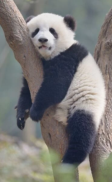 A young panda sleeps on the branch of a tree