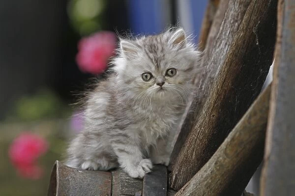 Young Persian cat, Germany