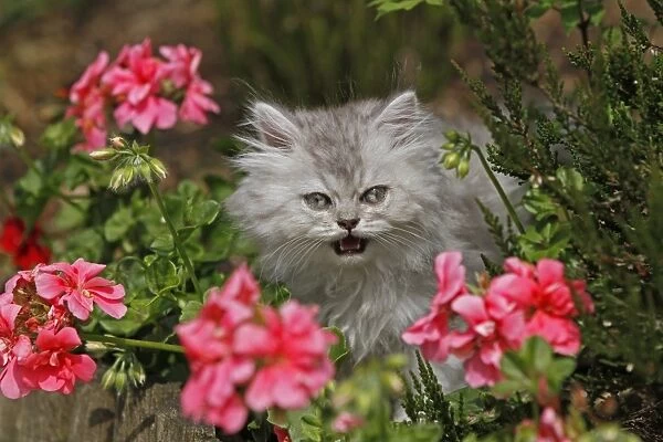 Young Persian cat in pink flowers, Germany
