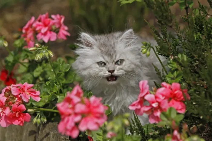 Framed Print : Young Persian cat in pink flowers, Germany Framed Print : Young Persian cat in pink flowers, Germany