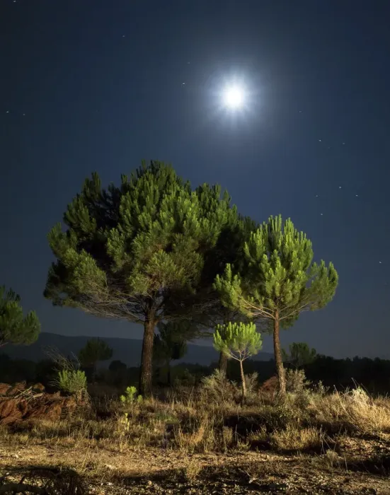 Framed Print : Young pines newly pruned to moonlight
