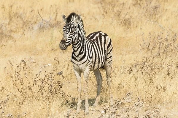 Young Plains Zebra or Burchells Zebra -Equus quagga burchelli- standing in dry bushland, Etosha National Park, Namibia
