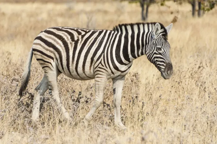 Framed Print : Young Plains Zebra or Burchells Zebra -Equus quagga burchelli-, Etosha National Park, Namibia Framed Print : Young Plains Zebra or Burchells Zebra -Equus quagga burchelli-, Etosha National Park, Namibia