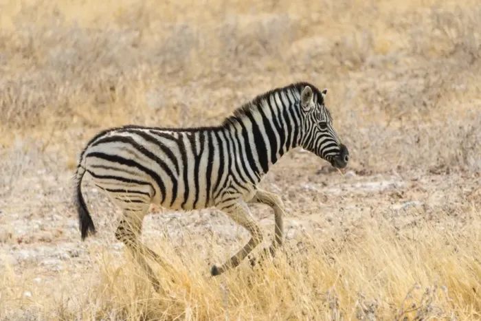 Framed Print : Young Plains Zebra or Burchells Zebra -Equus quagga burchelli- running through dry grass, Etosha National Park, Namibia Framed Print : Young Plains Zebra or Burchells Zebra -Equus quagga burchelli- running through dry grass, Etosha National Park, Namibia
