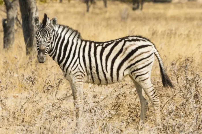 Framed Print : Young Plains Zebra or Burchells Zebra -Equus quagga burchelli- standing in bushland, Etosha National Park, Namibia Framed Print : Young Plains Zebra or Burchells Zebra -Equus quagga burchelli- standing in bushland, Etosha National Park, Namibia