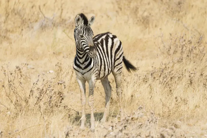 Framed Print : Young Plains Zebra or Burchells Zebra -Equus quagga burchelli- standing in dry bushland, Etosha National Park, Namibia Framed Print : Young Plains Zebra or Burchells Zebra -Equus quagga burchelli- standing in dry bushland, Etosha National Park, Namibia