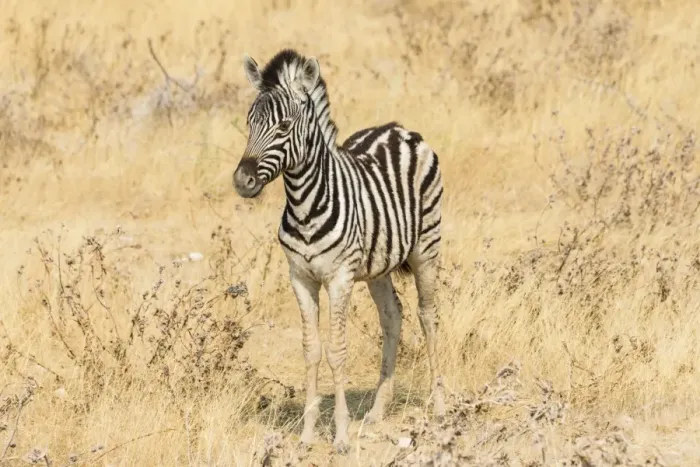Framed Print : Young Plains Zebra or Burchells Zebra -Equus quagga burchelli- standing in dry bushland, Etosha National Park, Namibia Framed Print : Young Plains Zebra or Burchells Zebra -Equus quagga burchelli- standing in dry bushland, Etosha National Park, Namibia