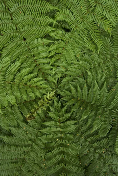 Framed Print : detail of young ponga fern tree, New Zealand