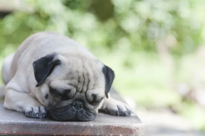 Framed Print : A young pug is dozing on a wooden bench Framed Print : A young pug is dozing on a wooden bench