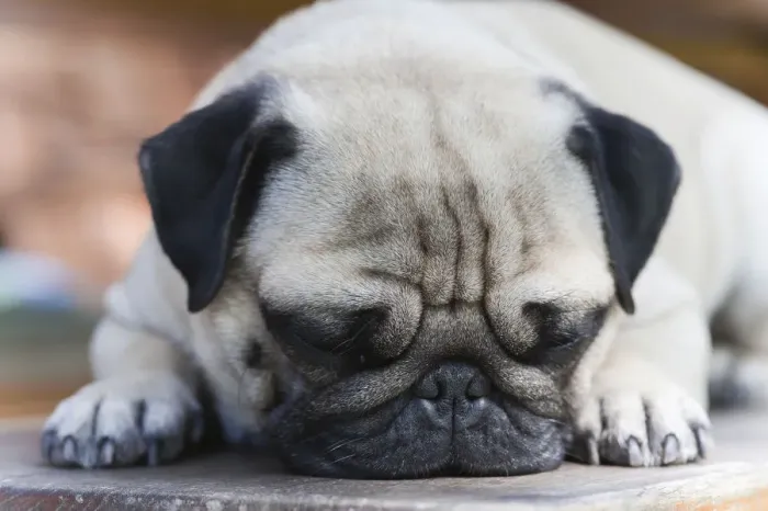 Framed Print : A young pug is dozing on a wooden bench Framed Print : A young pug is dozing on a wooden bench