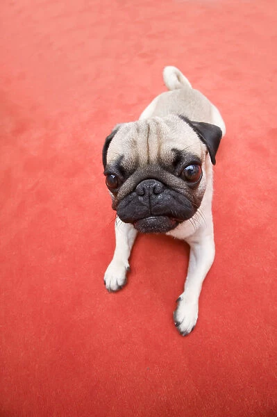 A young pug lying on a red carpet
