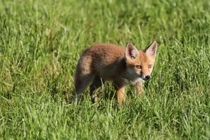 Framed Print : Young red fox -Vulpes vulpes- in the field, Allgaeu, Bavaria, Germany, Europe Framed Print : Young red fox -Vulpes vulpes- in the field, Allgaeu, Bavaria, Germany, Europe