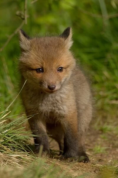 Young red fox -Vulpes vulpes-, Hagen, Germany