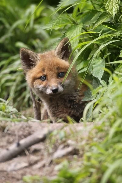 Young red fox -Vulpes vulpes-, kit, six weeks, looking curiously out of the den, Allgau, Bavaria, Germany