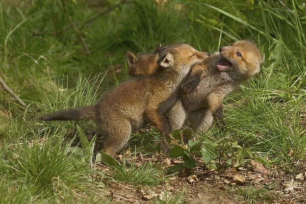 Young red foxes -Vulpes vulpes- playing, Hagen, Germany