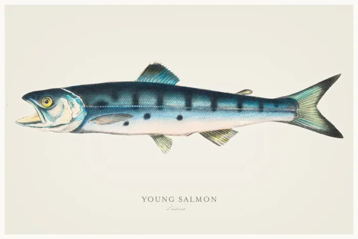 Framed Print : Young Salmon illustration 1856 Framed Print : Young Salmon illustration 1856