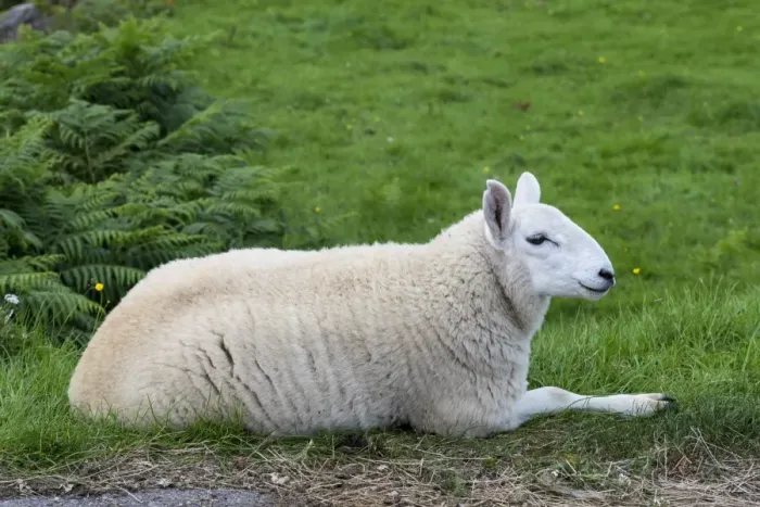Framed Print : Young sheep, lying, in the Scottish Highlands, Scotland, United Kingdom, Europe Framed Print : Young sheep, lying, in the Scottish Highlands, Scotland, United Kingdom, Europe