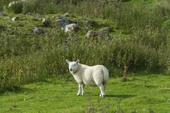 Framed Print : Young sheep in the Scottish Highlands, Scotland, United Kingdom, Europe Framed Print : Young sheep in the Scottish Highlands, Scotland, United Kingdom, Europe