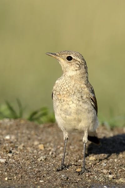 Young Spanish Sparrow or Willow Sparrow -Passer hispaniolensis-, Northern Bulgaria, Bulgaria