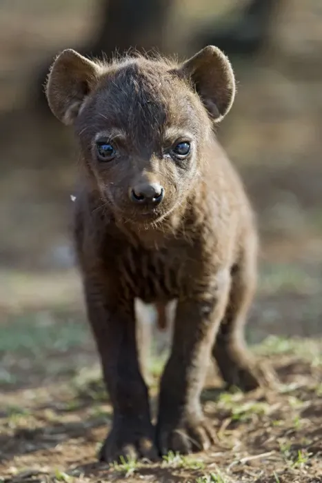 Framed Print : Young spotted hyena looking at camera Framed Print : Young spotted hyena looking at camera