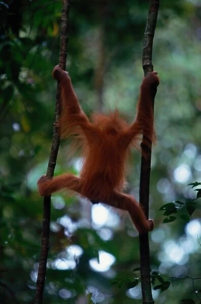 Young Sumatran orangutan (Pongo pongo abelii) Indonesia, rear view