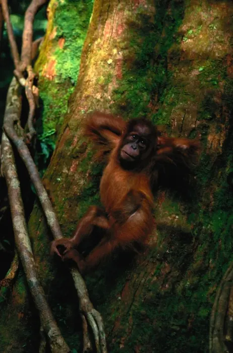 Framed Print : Young Sumatran organutan (Pongo pongo abelii) in tree, Indonesia Framed Print : Young Sumatran organutan (Pongo pongo abelii) in tree, Indonesia