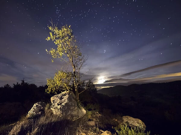 Young tree on the top of a mountain in spring, illuminated by the full moon