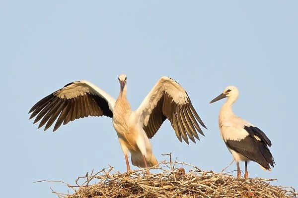 Young white storks -Ciconia ciconia-, flying attempts at the nest, Hesse, Germany