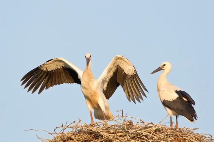 Framed Print : Young white storks -Ciconia ciconia-, flying attempts at the nest, Hesse, Germany