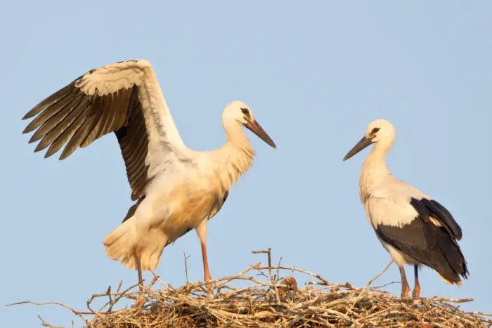 Framed Print : Young white storks -Ciconia ciconia-, flying attempts at the nest, Hesse, Germany