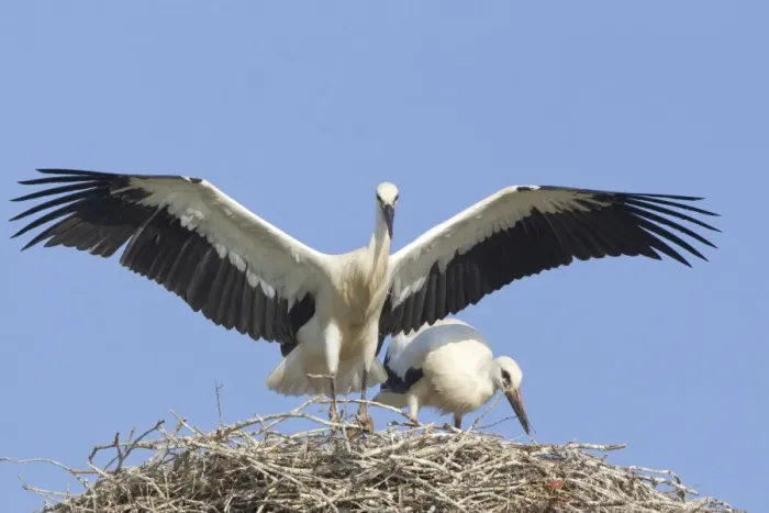 Framed Print : Young white storks -Ciconia ciconia-, flying attempts at the nest, Hesse, Germany
