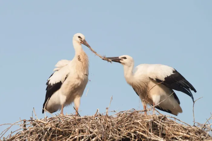Framed Print : Two young White Storks -Ciconia ciconia- fighting over a feather in a nest, North Hesse, Hesse, Germany