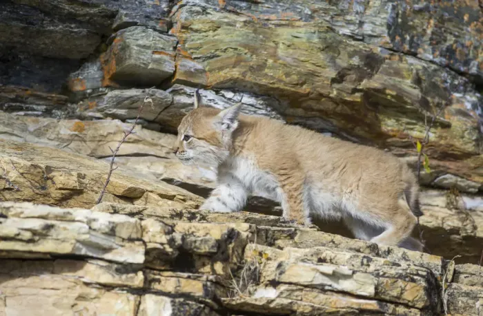 Framed Print : Young wild Eurasian Lynx -Lynx lynx-, in between the rocks of the Abiskojakka River, Abisko National Park, Norrbotten County, Sweden Framed Print : Young wild Eurasian Lynx -Lynx lynx-, in between the rocks of the Abiskojakka River, Abisko National Park, Norrbotten County, Sweden