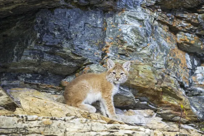 Framed Print : Young wild Eurasian Lynx -Lynx lynx-, in between the rocks of the Abiskojakka River, Abisko National Park, Norrbotten County, Sweden Framed Print : Young wild Eurasian Lynx -Lynx lynx-, in between the rocks of the Abiskojakka River, Abisko National Park, Norrbotten County, Sweden