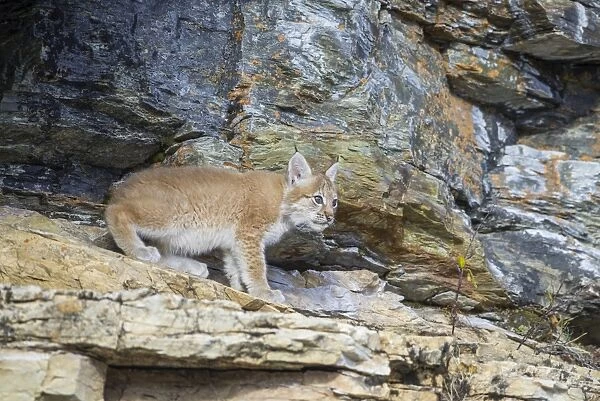 Young wild Eurasian Lynx -Lynx lynx-, in between the rocks of the Abiskojakka River, Abisko National Park, Norrbotten County, Sweden