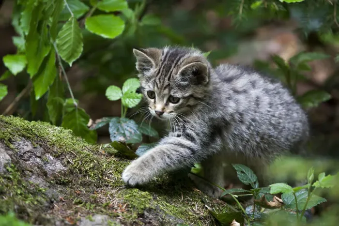 Framed Print : Young wildcat -Felis silvestris-, Neuschoenau outdoor animal enclosure, Bavarian Forest, Bavaria, Germany, Europe, PublicGround