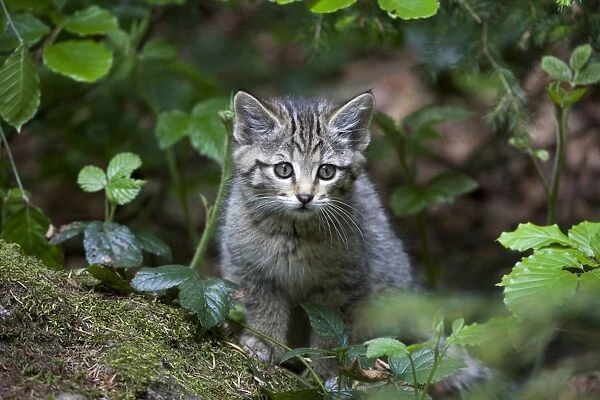 Young wildcat -Felis silvestris-, Neuschoenau outdoor animal enclosure, Bavarian Forest, Bavaria, Germany, Europe, PublicGround