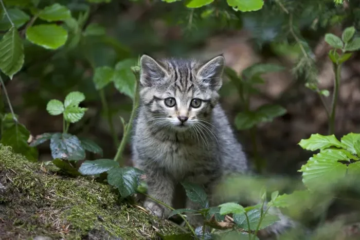 Framed Print : Young wildcat -Felis silvestris-, Neuschoenau outdoor animal enclosure, Bavarian Forest, Bavaria, Germany, Europe, PublicGround Framed Print : Young wildcat -Felis silvestris-, Neuschoenau outdoor animal enclosure, Bavarian Forest, Bavaria, Germany, Europe, PublicGround
