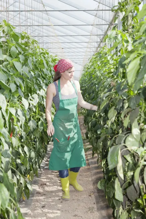 Framed Print : Young woman checking paprika plants in a greenhouse, Baden-Wurttemberg, Germany Framed Print : Young woman checking paprika plants in a greenhouse, Baden-Wurttemberg, Germany