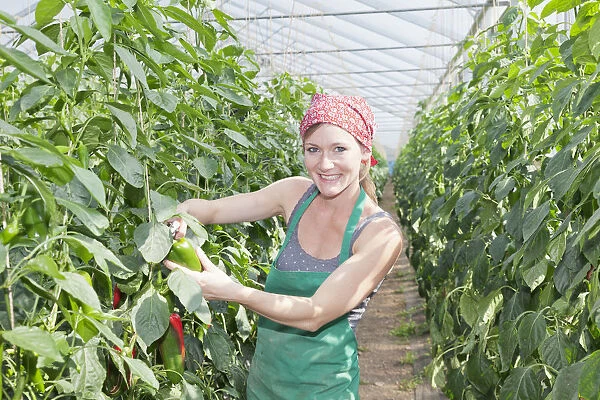 Young woman harvesting green peppers in a greenhouse, Baden-Wurttemberg, Germany