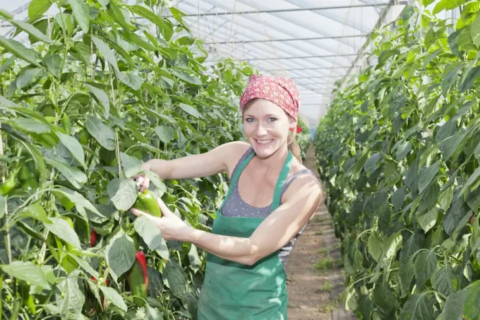 Framed Print : Young woman harvesting green peppers in a greenhouse, Baden-Wurttemberg, Germany Framed Print : Young woman harvesting green peppers in a greenhouse, Baden-Wurttemberg, Germany