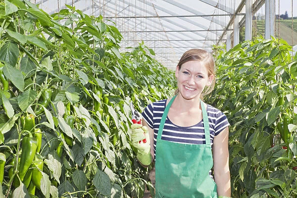 Young woman harvesting green peppers in a greenhouse, Baden-Wurttemberg, Germany