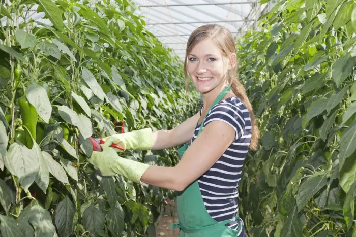 Framed Print : Young woman harvesting green peppers in a greenhouse, Baden-Wurttemberg, Germany Framed Print : Young woman harvesting green peppers in a greenhouse, Baden-Wurttemberg, Germany