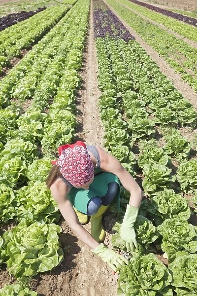 Young woman harvesting lettuce on a field, Esslingen, Baden-Wurttemberg, Germany